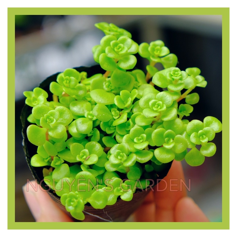 SEN ĐÁ SEDUM VẢY CÁ FREESHIP  ĐÃ THUẦN XỨ NÓNG SIU CUTE CHUẨN SIZE BẦU