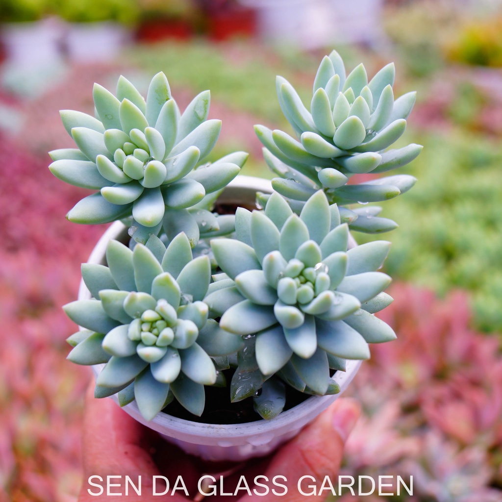 Sen đá Chuỗi ngọc lam chậu treo 8cm GLASS GARDEN giống hình, Sen đá đà lạt, Thuần khí hậu, Lỗi 1  đổi 1