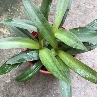 cây lẻ bạn (sò huyết ) cây rể trần