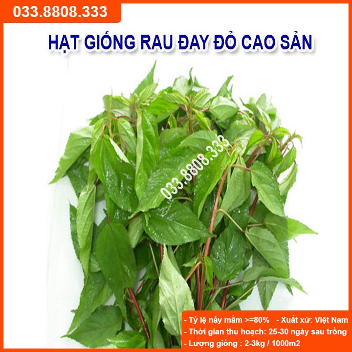 Hạt Giống Rau Đay Đỏ 20gram -Giống Tốt Giá Rẻ