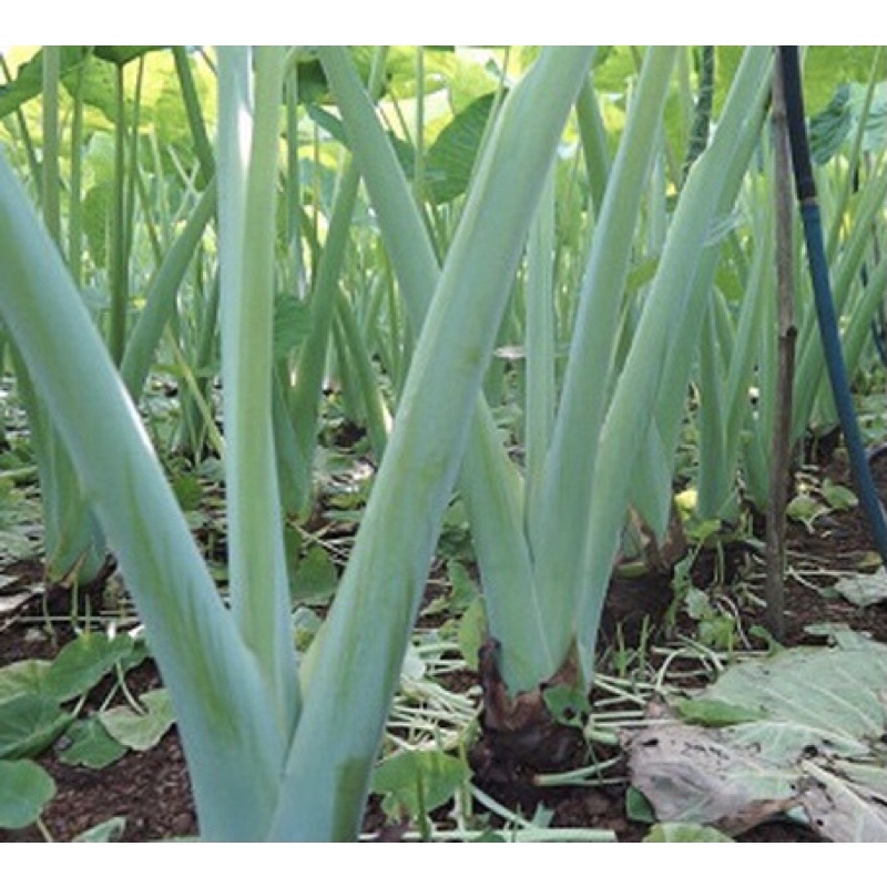 Cây con Bạc Hà  nấu canh chua, giống bẹ to