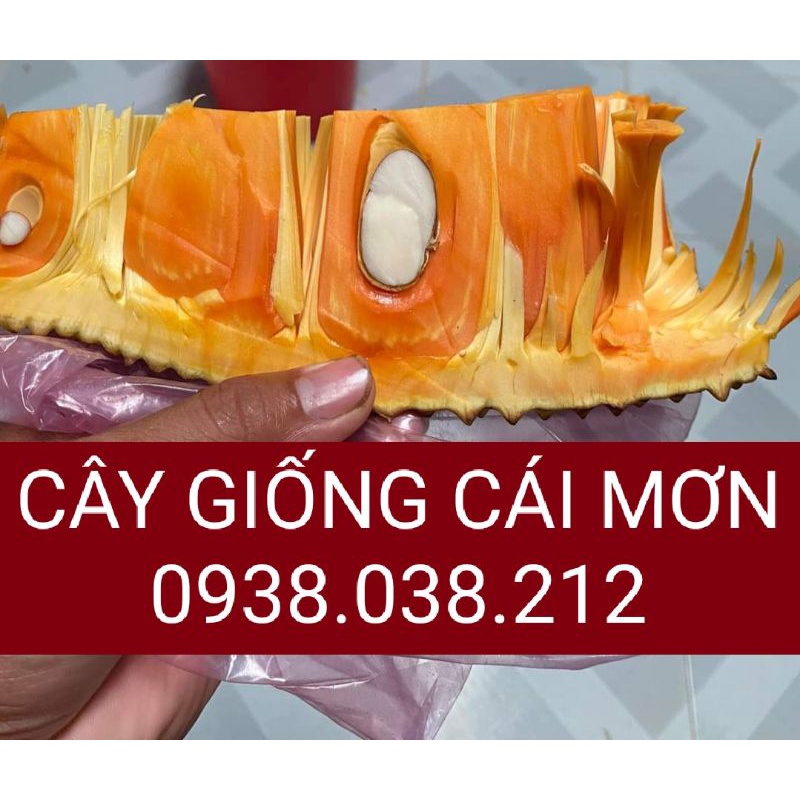 CÂY GIỐNG MÍT RUỘT ĐỎ SƠ VÀNG INDONESIA LÁ BẦU