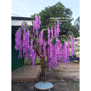 Hoa tử đằng nhựa/giả trang trí nhà cửa, quán cafe, cửa hàng, văn phòng - Vua Thảm Cỏ