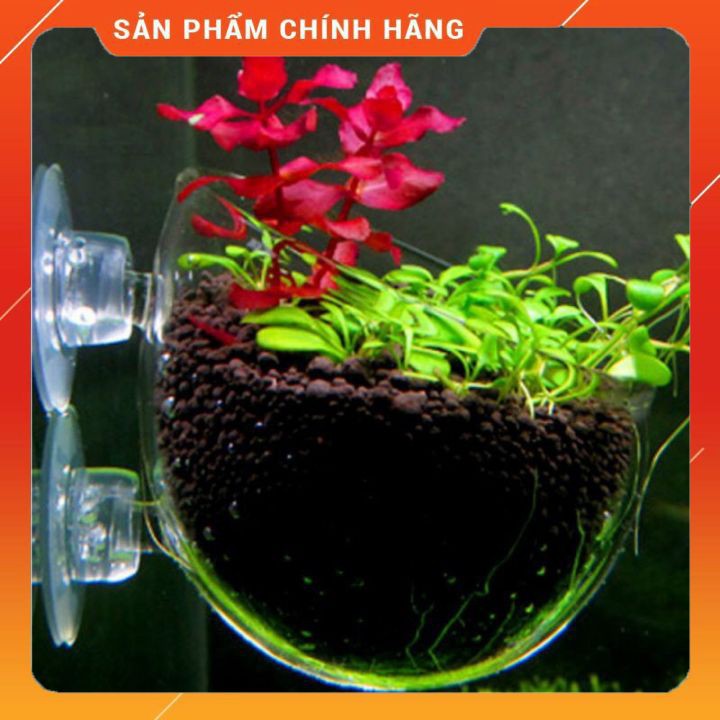Cốc Trồng Cây Thủy Tinh Trang Trí Bể Cá Cảnh