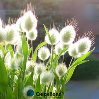 50 Hạt giống Cỏ đuôi thỏ