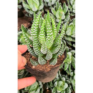 Móng Rồng Cụp💗FREEESHIP💗Sen Đá Móng Cúp Siêu Khỏe Đẹp