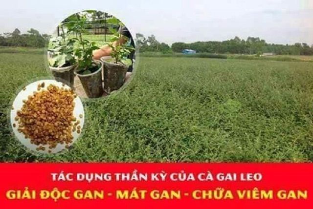 Cà gai leo khô ( gói 1kg ) bổ gan, điều trị các bệnh về gan