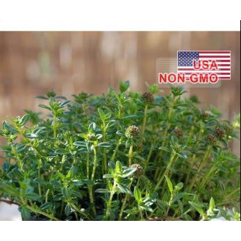 Gói 30 Hạt Giống Cỏ Ngọt Savory Summer