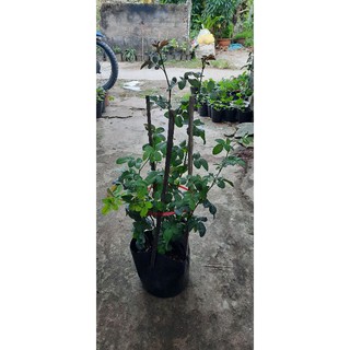 Hồng leo Mon coucer chậu c8