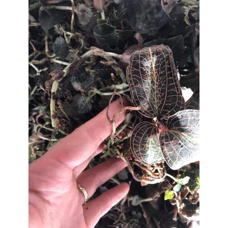 🍃🍃LAN KIM TUYẾN RỪNG 100gr🍀