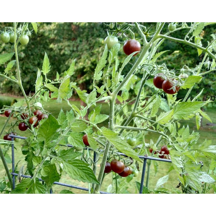 Hạt giống cà chua bi chocolate - rau củ quả trồng chậu, sân vườn ban công ngon giòn ngọt nảy mầm cao 3 hạt RADOCC