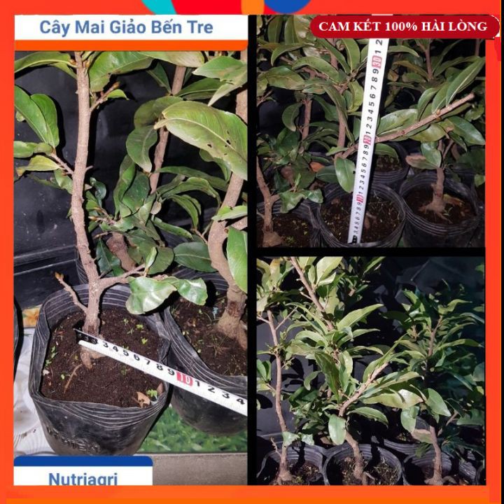 Cây Mai Giảo Giống Bến Tre Sai Hoa, Nhiều Cảnh Đẹp Chơi Tết