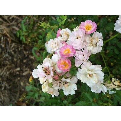 Hạt giống hoa hồng thơm chùm mini - hồng ngoại Rosa Chinensis