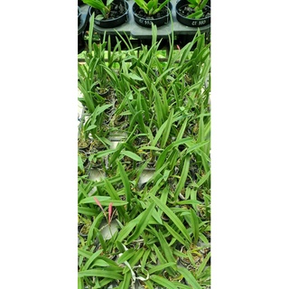 HOA LAN BRASS CANARY CÂY GIỐNG