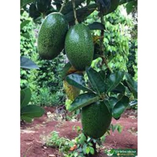 Cây  Giống bơ cuba M3