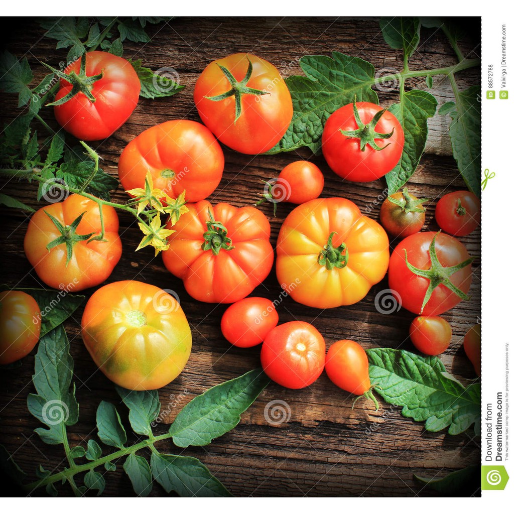 10 Hạt Giống Cà Chua Ngọt Đại Khổng Lồ 200KCD Belgium