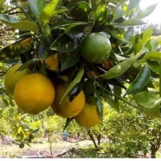 Cam cara ruột đỏ