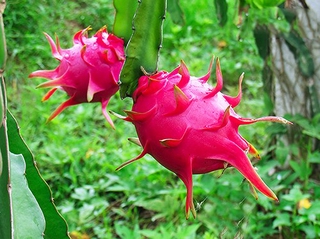 3 cây giống thăng long đỏ