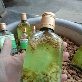 Dầu tràm hoa ném