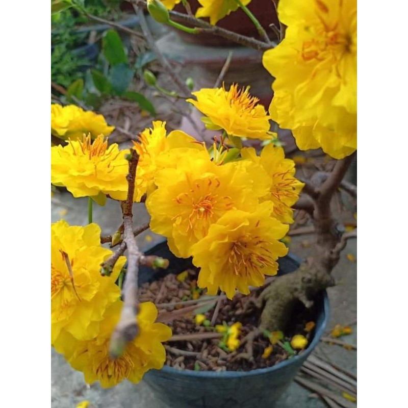 Cây giống mai vàng