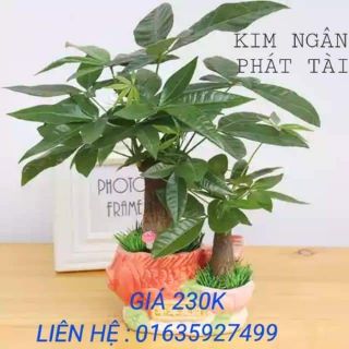 Chậu Cây Kim Ngân mini phong thủy để bàn