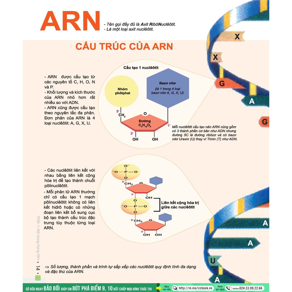 Sách - Đột phá 8+ môn Sinh học (tái bản 2020)