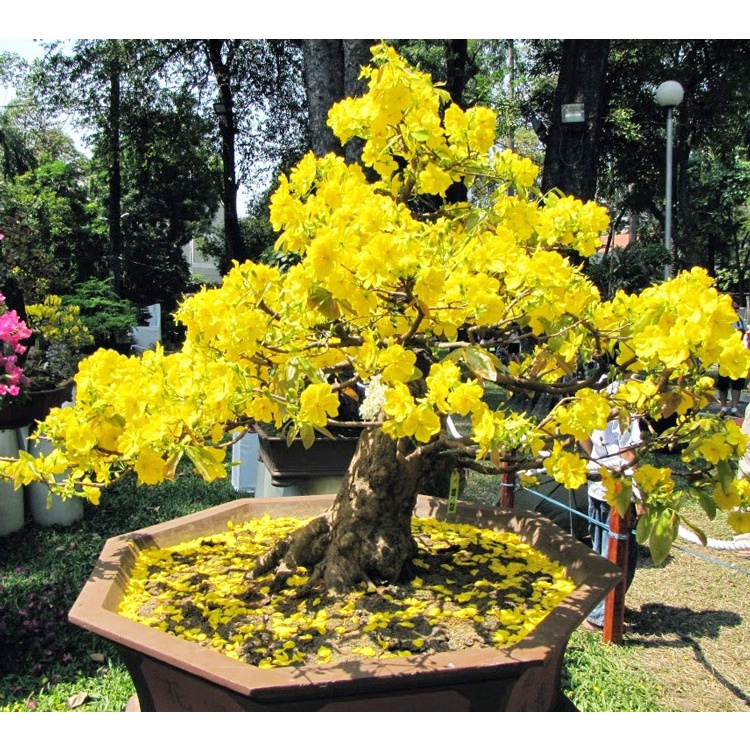 [FreeShip] Phân Bón Chuyên Hoa Mai - Cây Khỏe, Trổ Điều, Nhiều Hoa - Gói 700 Gram