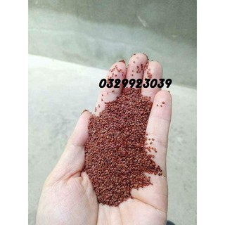 500G NGŨ HOA HẠT-HẠT ĐÌNH LỊCH