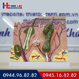 [Mô hình cấu tạo da người] Đầy đủ 3 lớp Biểu bì - Trung bì - Hạ bì