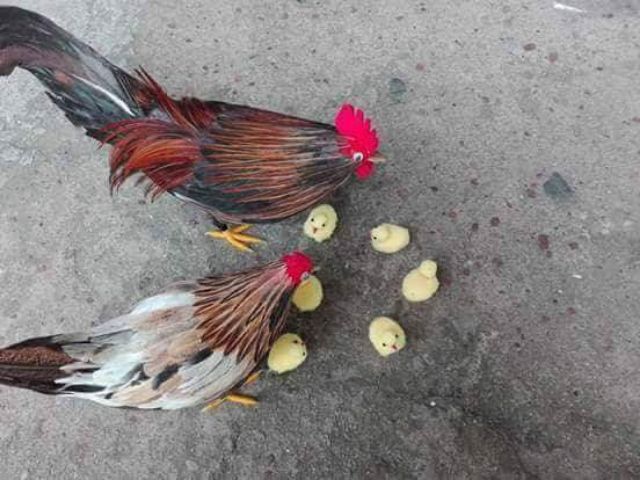 Combo nhiều kéo răng  cưa