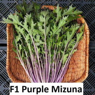 Hạt giống cải f1 purple mizuna.400 hạt