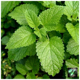 Hạt giống bạc hà chanh Lemon Balm, đóng gói 1gr