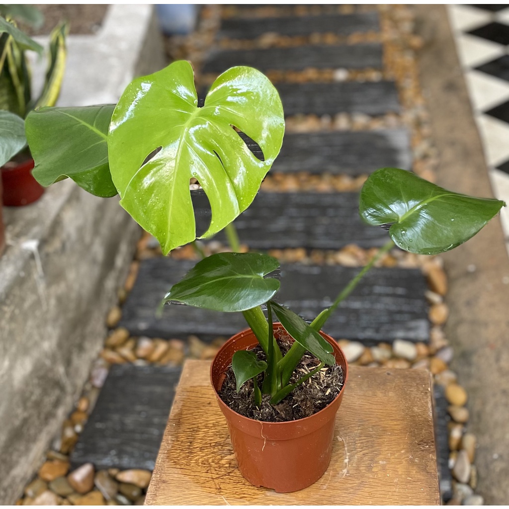 Cây Trầu Bà Monstera deliciosa