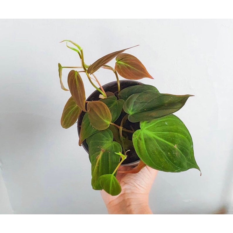 Philodendron micans