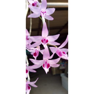 Dã Hac Hồng Núi Phụng
