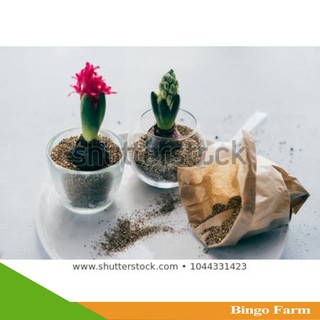 Đá Vermiculite Namix (Đá Vơ Mi - 5dm3)