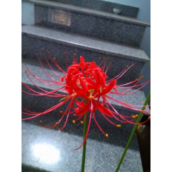 1 củ Hoa Bỉ Ngạn  to