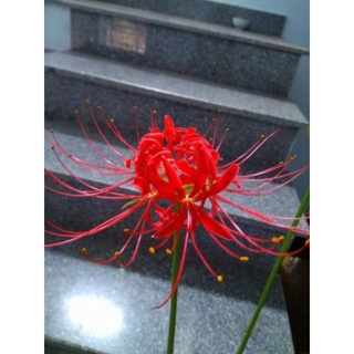 1 củ Hoa Bỉ Ngạn giống  (mạn đà la)