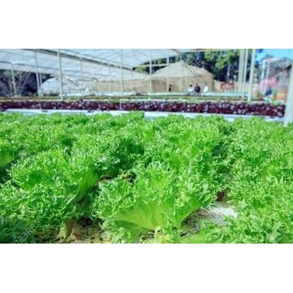100H - Hạt giống Xà lách Thủy Tinh Hà Lan