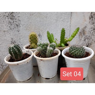 Set 5 xương rồng mini (giao ngẫu nhiên) Hoa Đá BMT