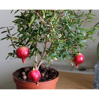 Hạt giống Lựu lùn - Gói 5 hạt