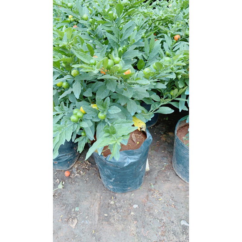 Cây Cheri Hàng Đẹp