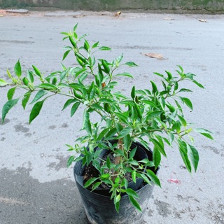 Bụi Ớt Hiểm Trái Lớn