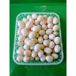 Trứng nước cho chim bồ câu