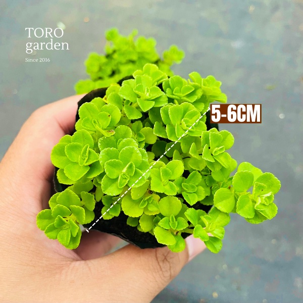 CỎ SEDUM LỤC HÀ ĐÀ LẠT SIZE BÉ, SIÊU KHOẺ ĐẸP, THUẦN MỌI KHÍ HẬU, HƯ 1 ĐỔI 1