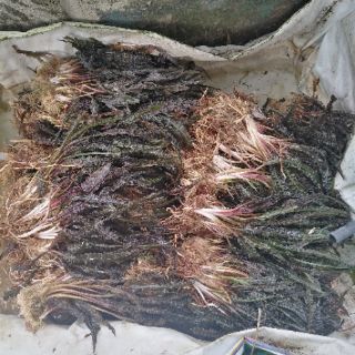 Tiêu thảo lá nhăn 3kg