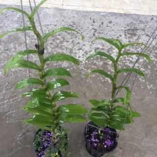 Phi điệp thân thủ f21