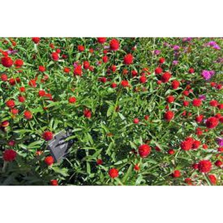 50 Hạt giống hoa cúc bách nhật nhiều màu TK