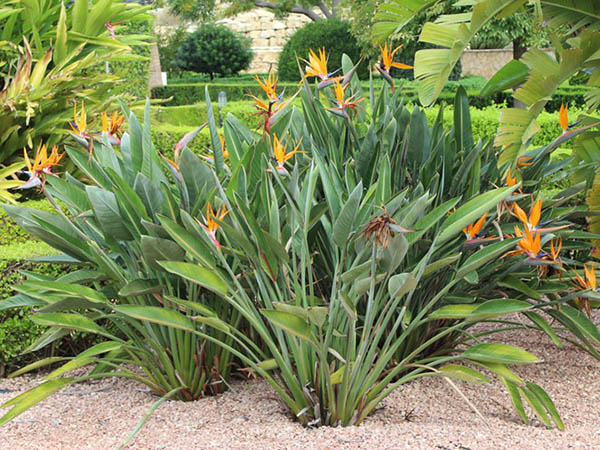 CHẬU CÂY THIÊN ĐIỂU + Tặng 02 cây nhót ngọt