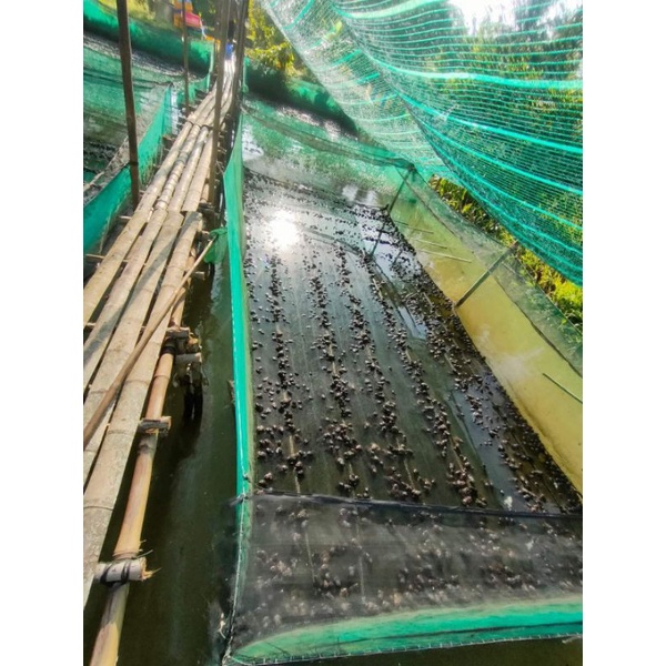 Tráng lồng vèo nuôi ếch 5x2x0,8v20